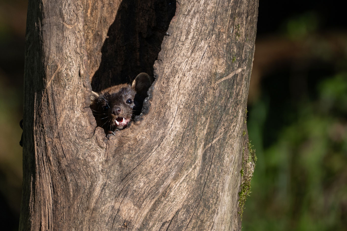 Pine Marten