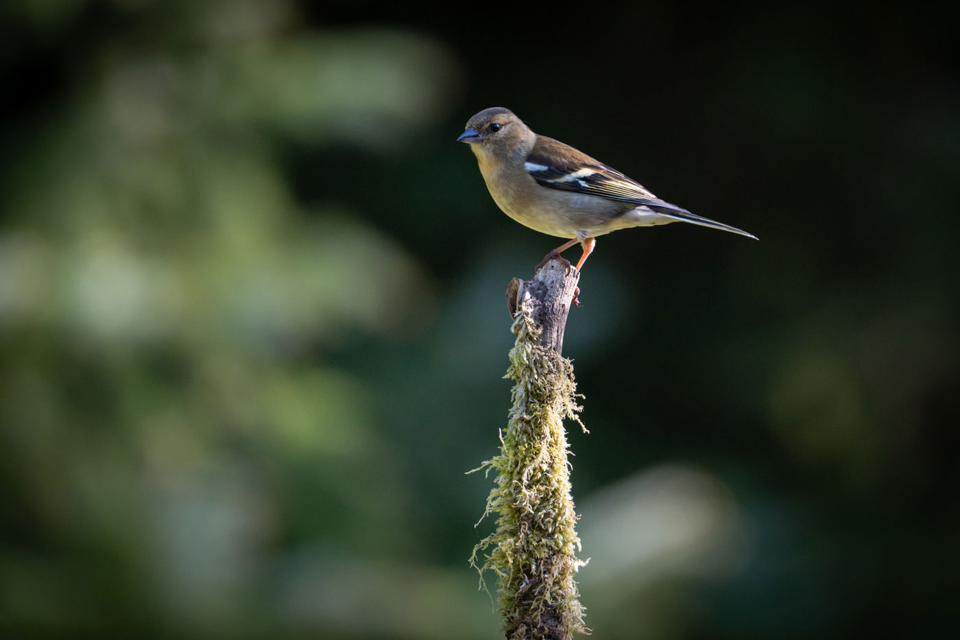 Chaffinch