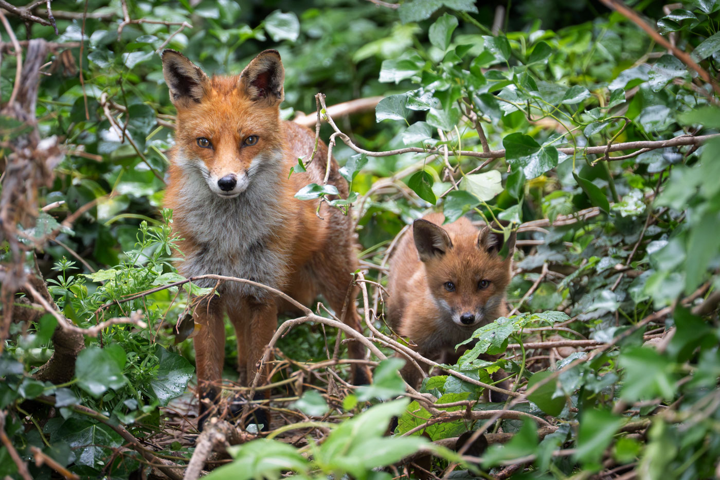 Mother and Cub