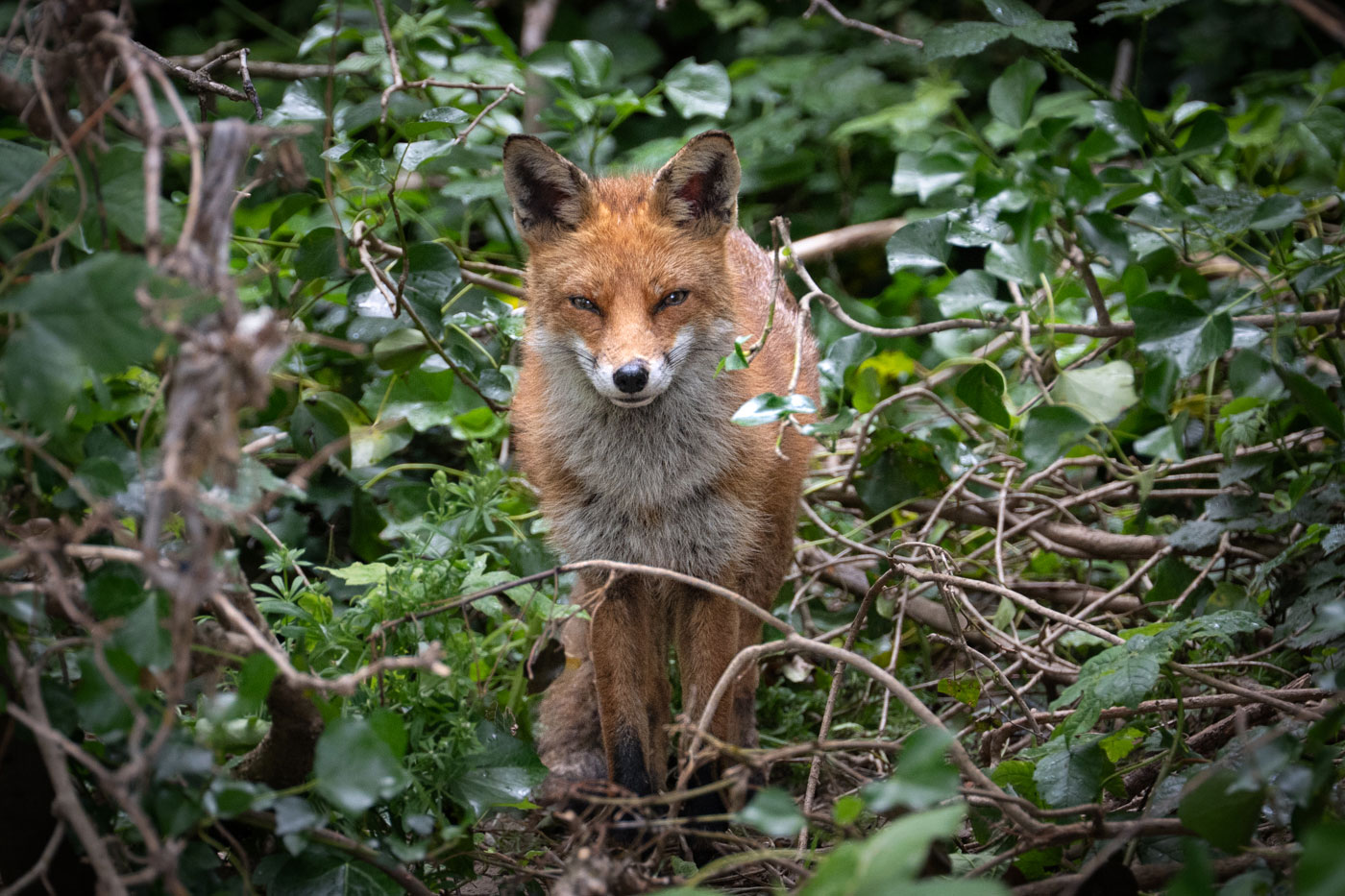 Red Fox