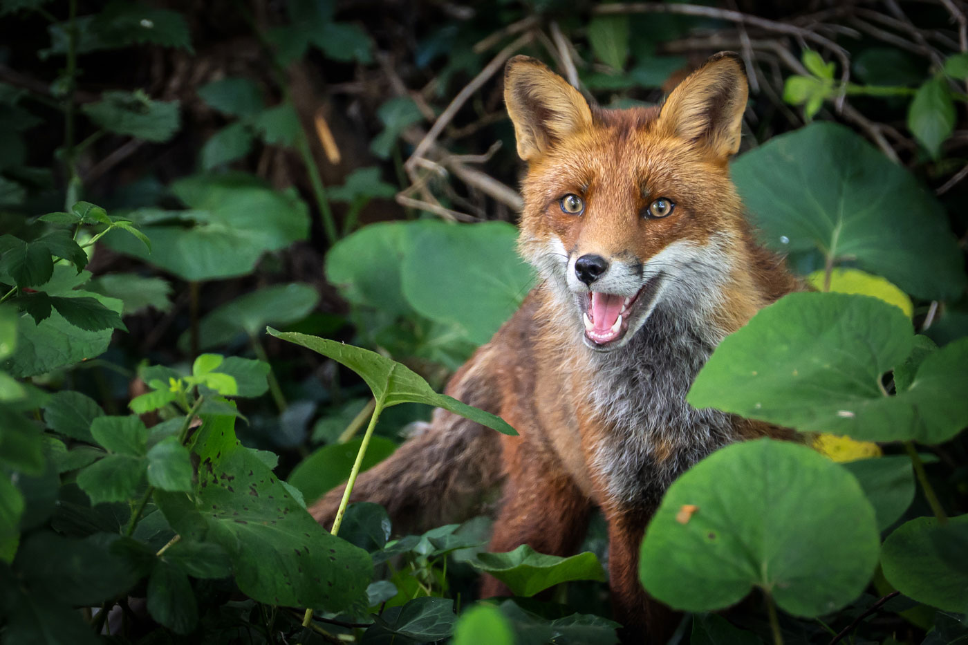 Red Fox