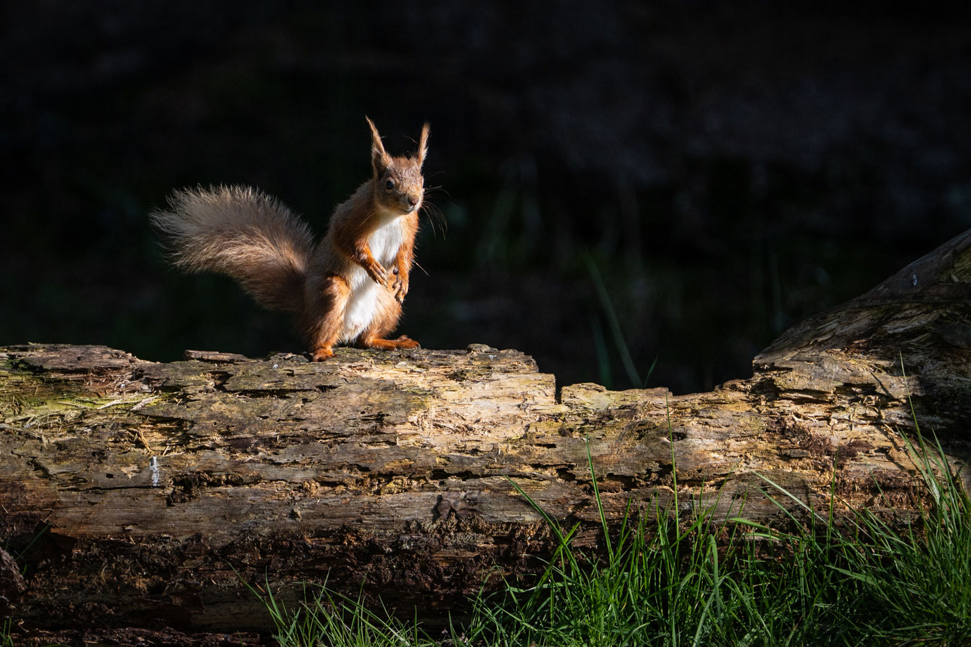 Mr Squirrel