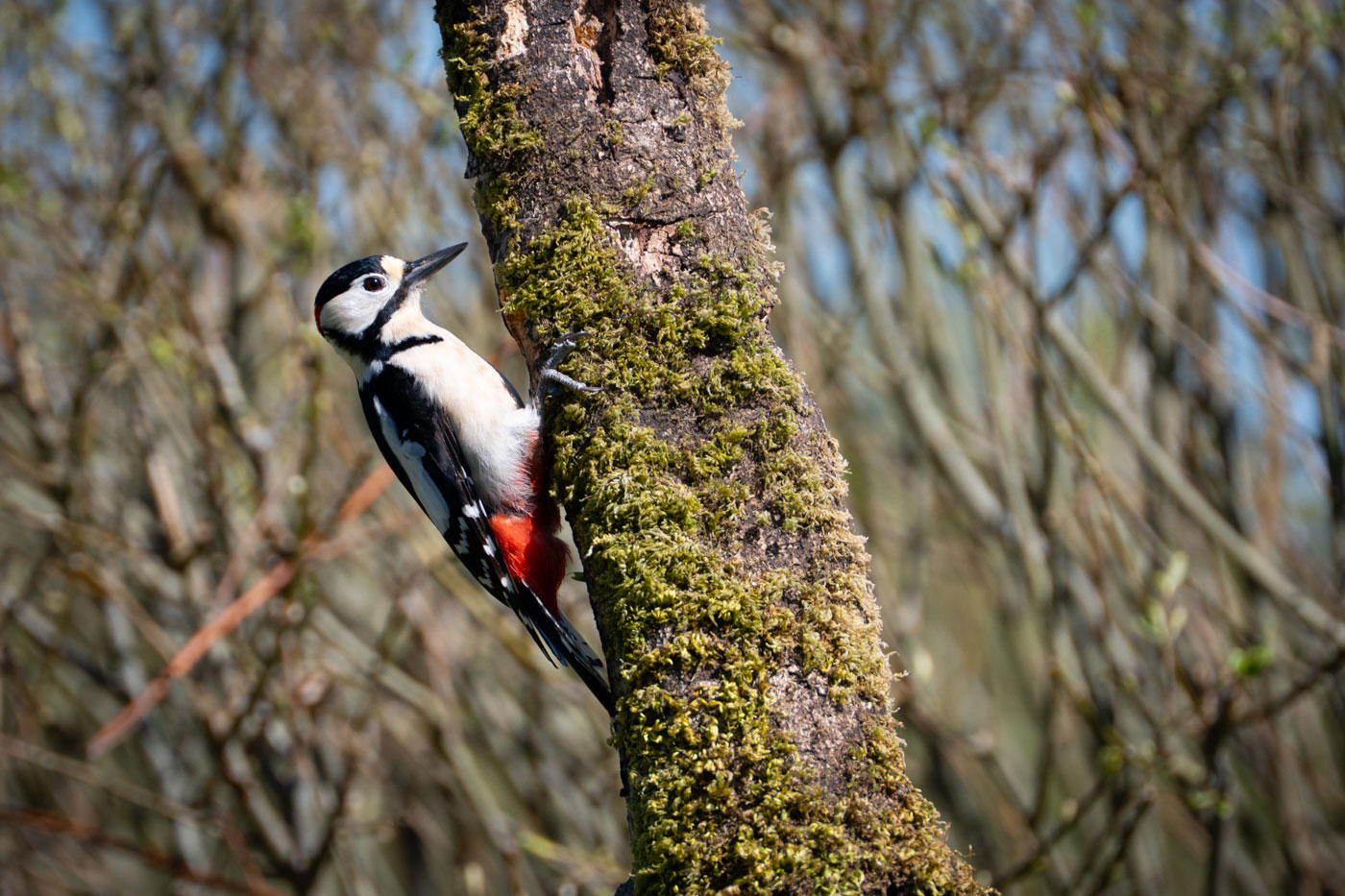Woodpecker]